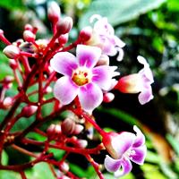 Flor de Carambola