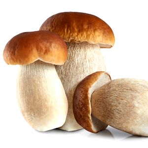 Cep