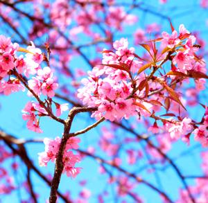 Cherry Tree