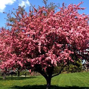 Cherry Tree