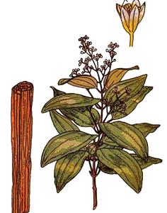 Cinnamaldehyde