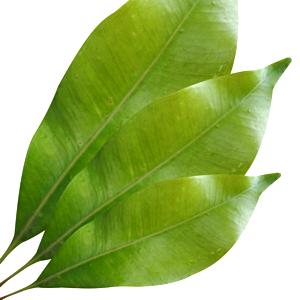 Clove Leaf