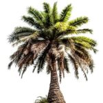 Coconut Tree