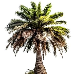 Coconut Tree