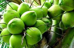 Coconut Tree