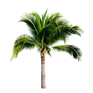 Coconut Tree