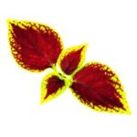 Coleus