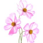 Flor de Cosmos
