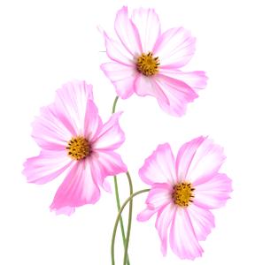 Flor de Cosmos