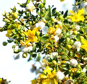 El creosota Bush