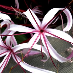 Lirio de Crinum