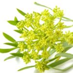 Crithmum