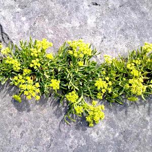 Crithmum