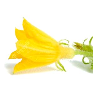 Cucumber Flower