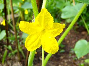 Cucumber Flower