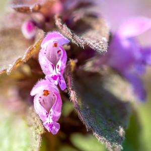 Deadnettle