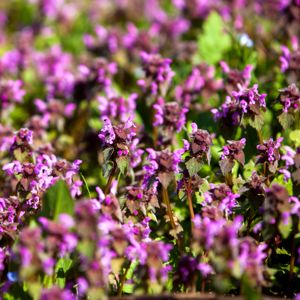 Deadnettle