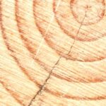 Ditax wood
