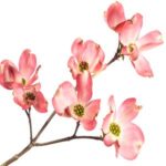 Dogwood Blossom