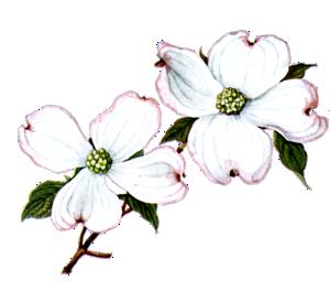 Dogwood Blossom