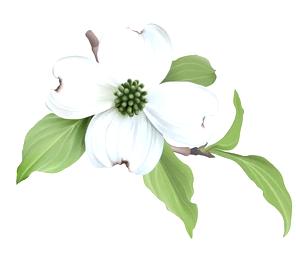 Dogwood Blossom