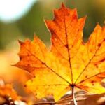 Dried Fallen Leaves