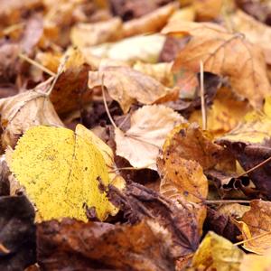 Dried Fallen Leaves