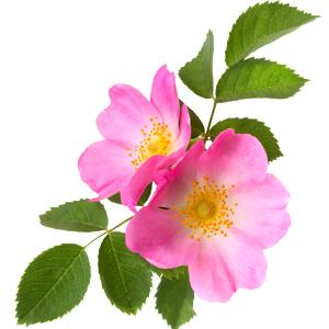Eglantine Rose