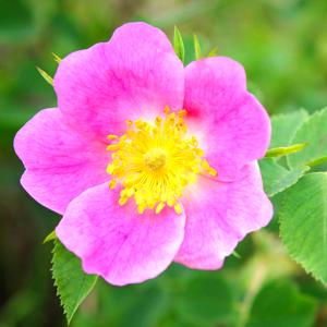 Eglantine Rose