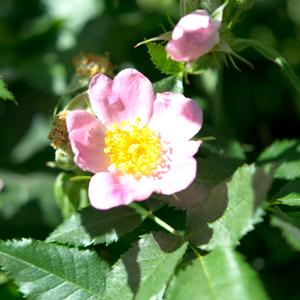 Eglantine Rose