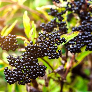 Elderberry
