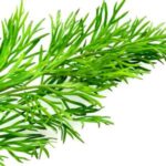 Flor del berro (flor del cobre)