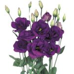 Eustoma | Lisianthus
