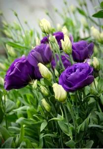 Eustoma | Lisianthus