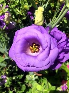 Eustoma | Lisianthus