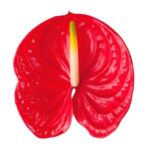 Flor de flamenco (Anthurium)