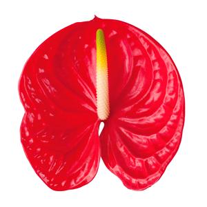 Flor de flamenco (Anthurium)