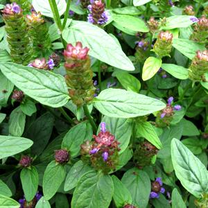 Flor de consuelda