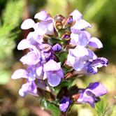 Flor de consuelda