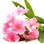 Flor de la adelfa blanca