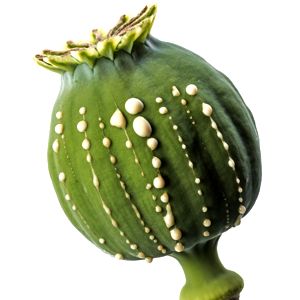 Adormidera de Túnez