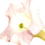 Flor de tabaco de Bulgaria