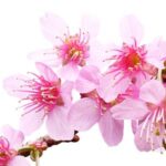 Flor del cerezo ácido