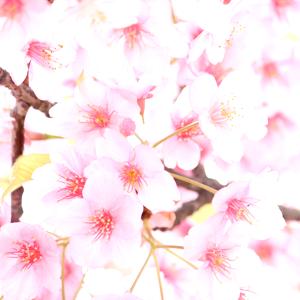 Flor del cerezo ácido