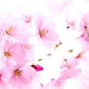 Flor del cerezo ácido