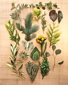 Fresh Evergreen