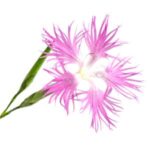 Clavel de roca