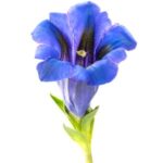 Genciana