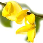 Genista