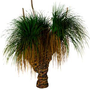 Grass Tree